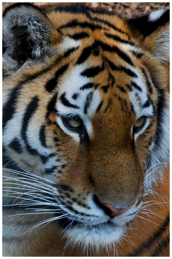 Tiger portrait