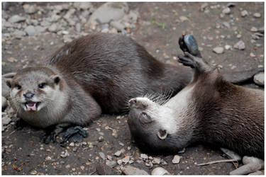 Otters