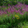 Roadside Wildflowers - Purple Loosestrife with som