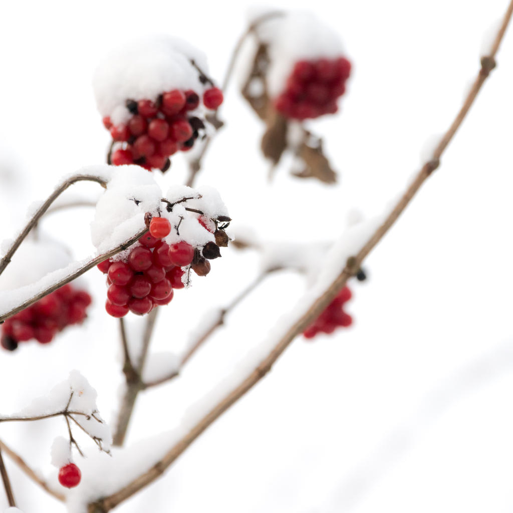 red winter berries