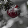Fruit of Christmas