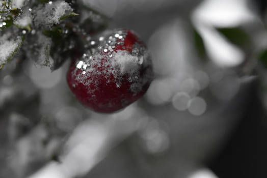 Fruit of Christmas