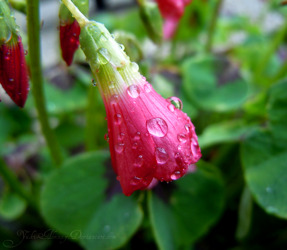 Morning Shower