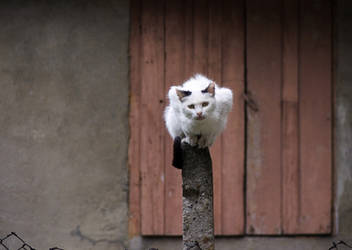 Cat On A Fence