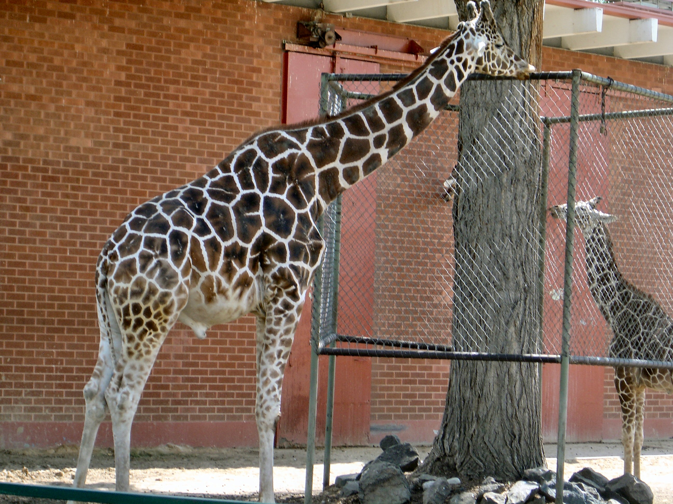 how do you spell Giraffe2 by leajen on DeviantArt how do you spell Giraffe2 by leajen on DeviantArt