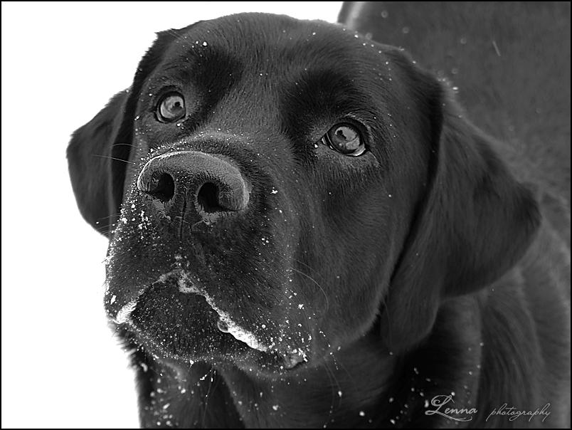 Labrador Retriever face by Lenna3 on DeviantArt