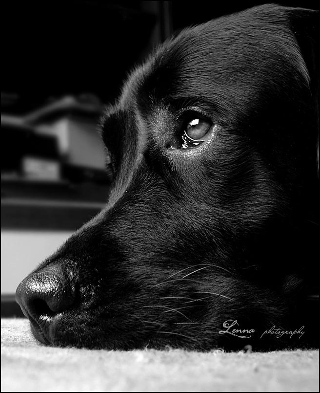Сон плачущая собака. Собака черная с белым. Собака чёрная с коричневым. Картина собаки в чёрно серых тонах. Лабрадор плачет.