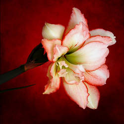 Amaryllis Hippeastrum 2