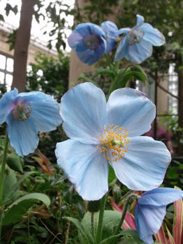 Blue Poppies