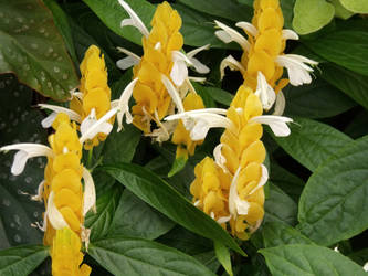Creamsicle Flowers