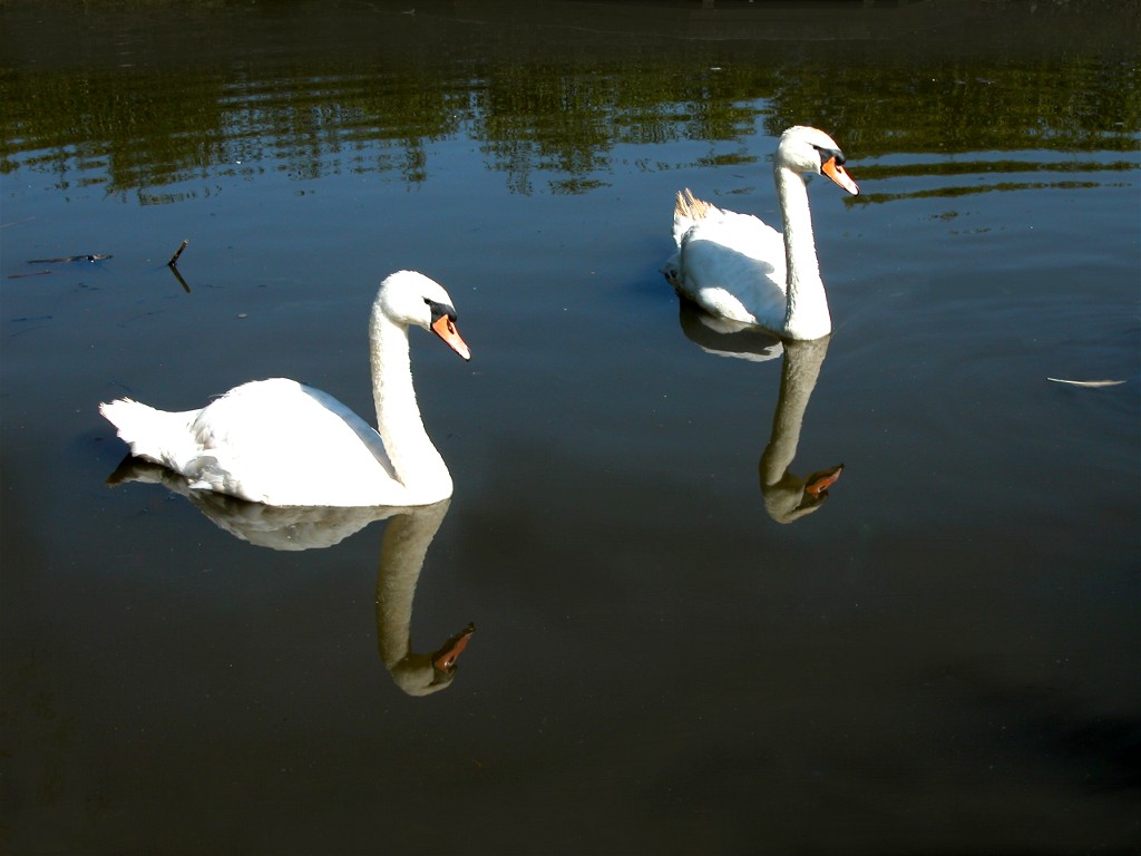 Mr and Mrs Swan