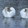 Swan Twins