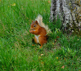 Red Squirrel