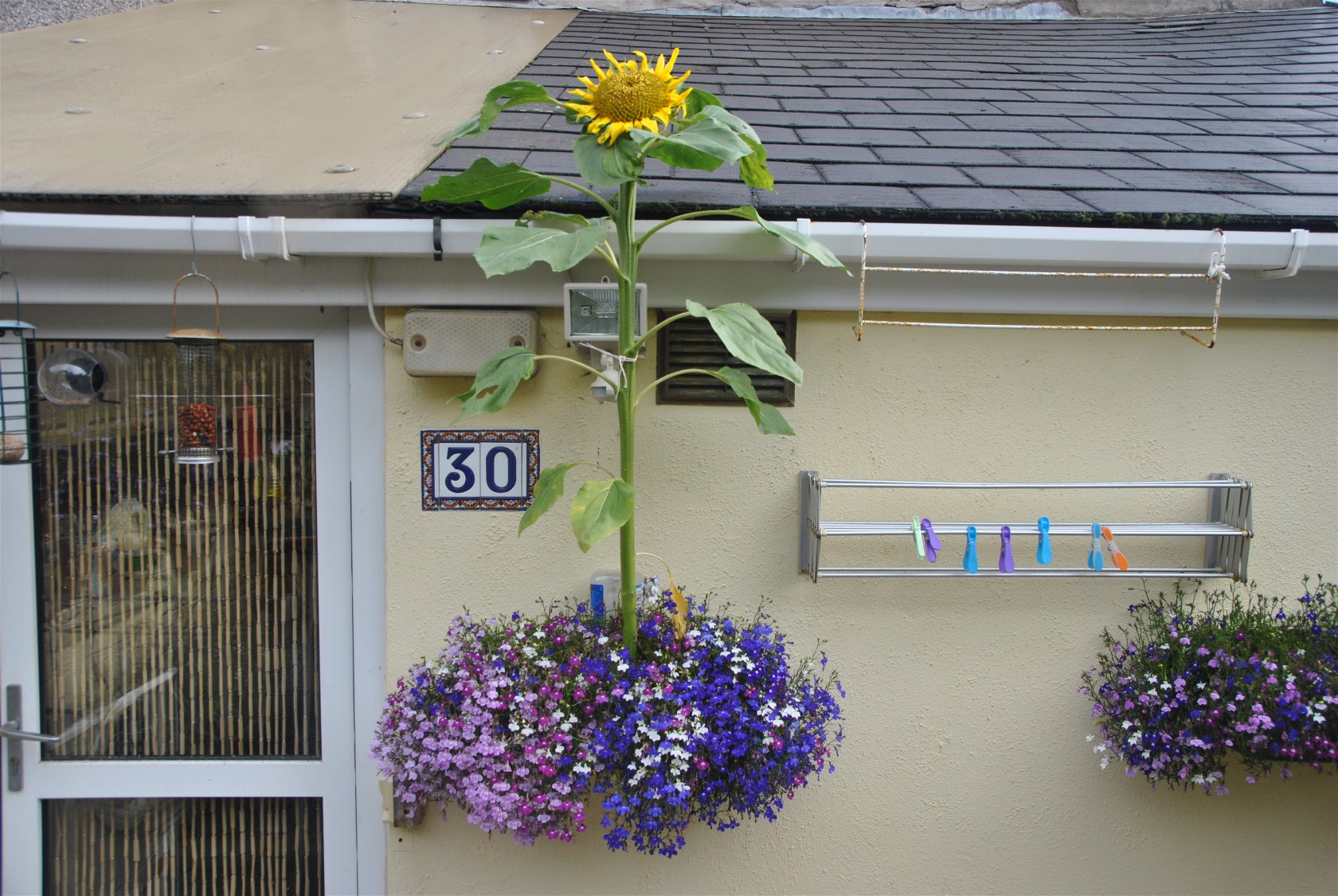 Cuckoo Sunflower