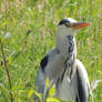 Heron