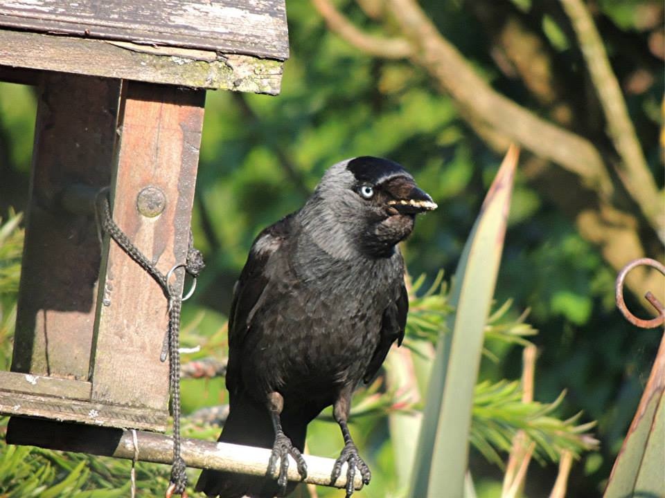 Jackdaw