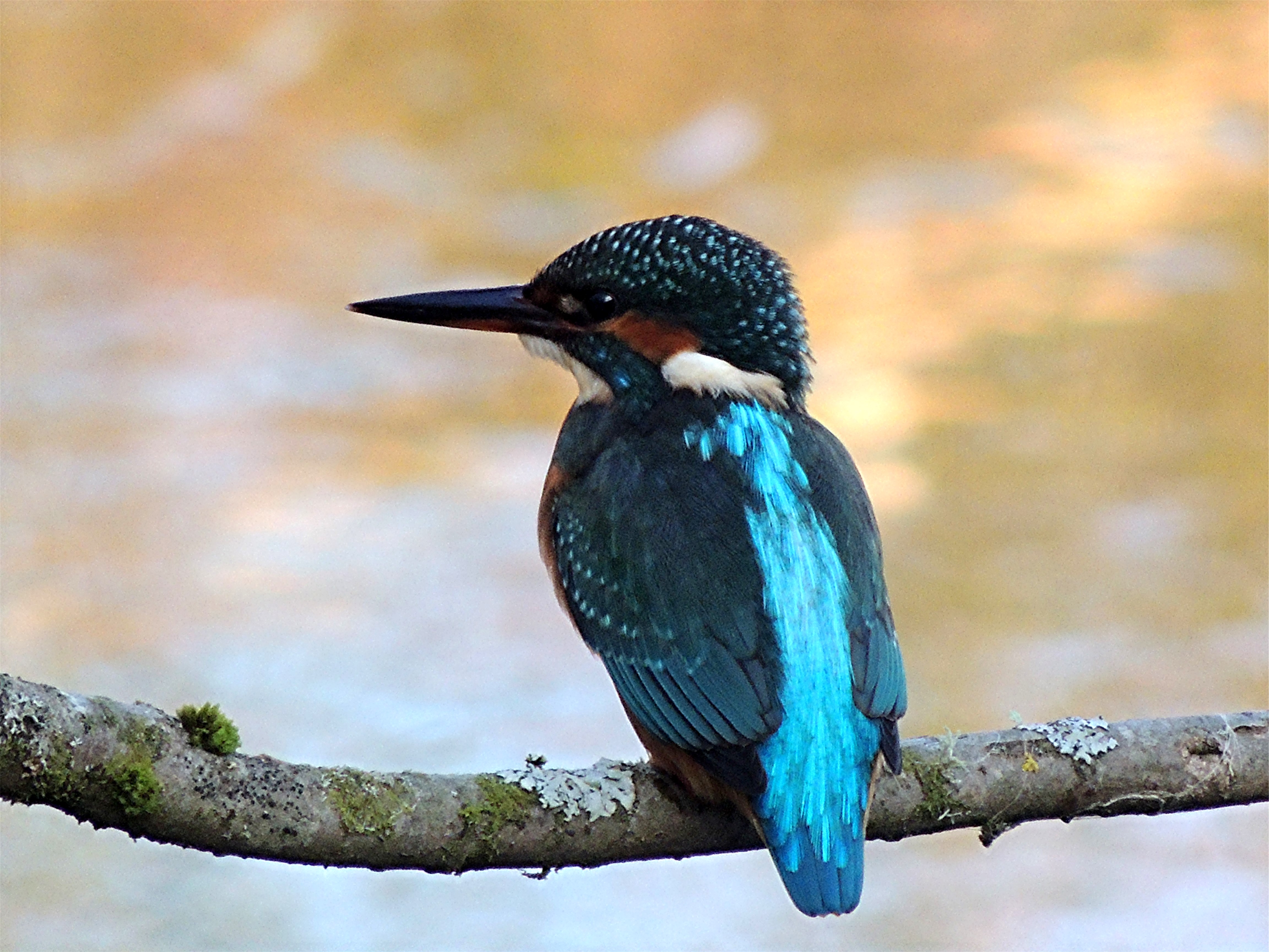 Kingfisher