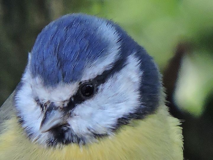 The Blue Tit