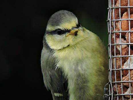 Blue Tit Juvenile