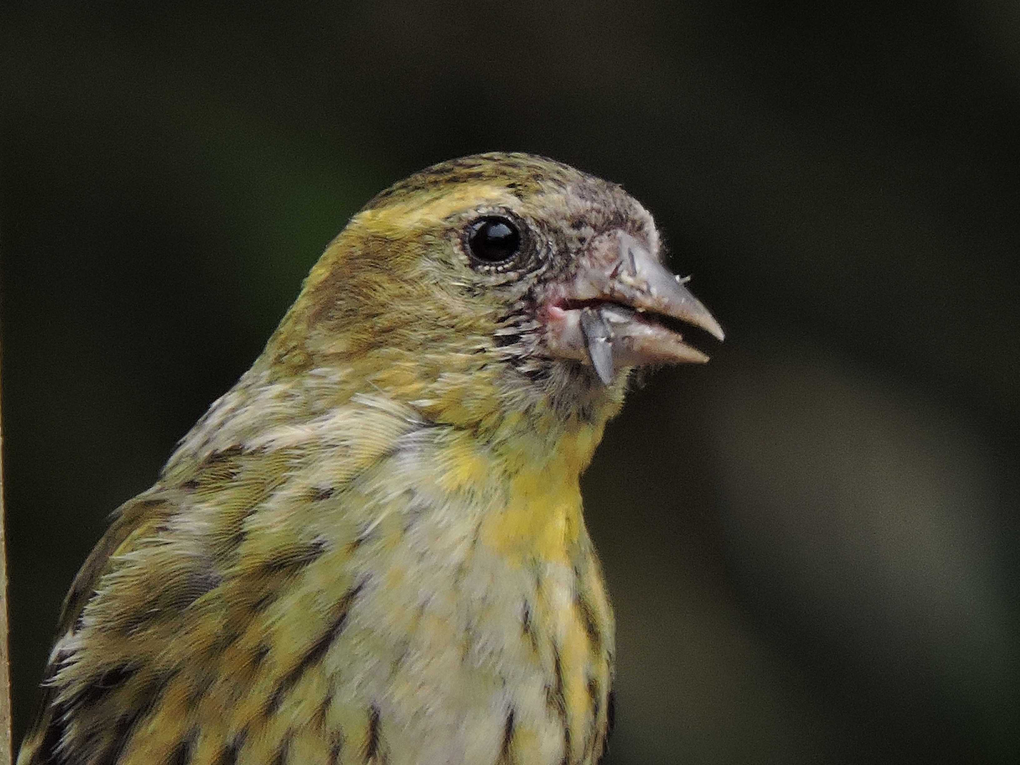 The Siskin