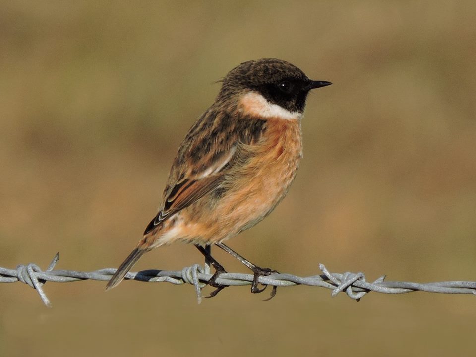 Stonechat