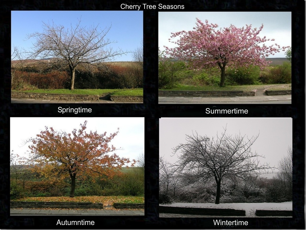 Cherry Tree Seasons