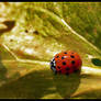 LadyBug Directions 3rd place