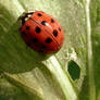 LadyBug Directions 1st place