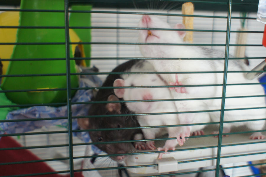 my three rats by lupus-miles on DeviantArt