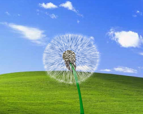 dandelion