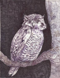 Owl