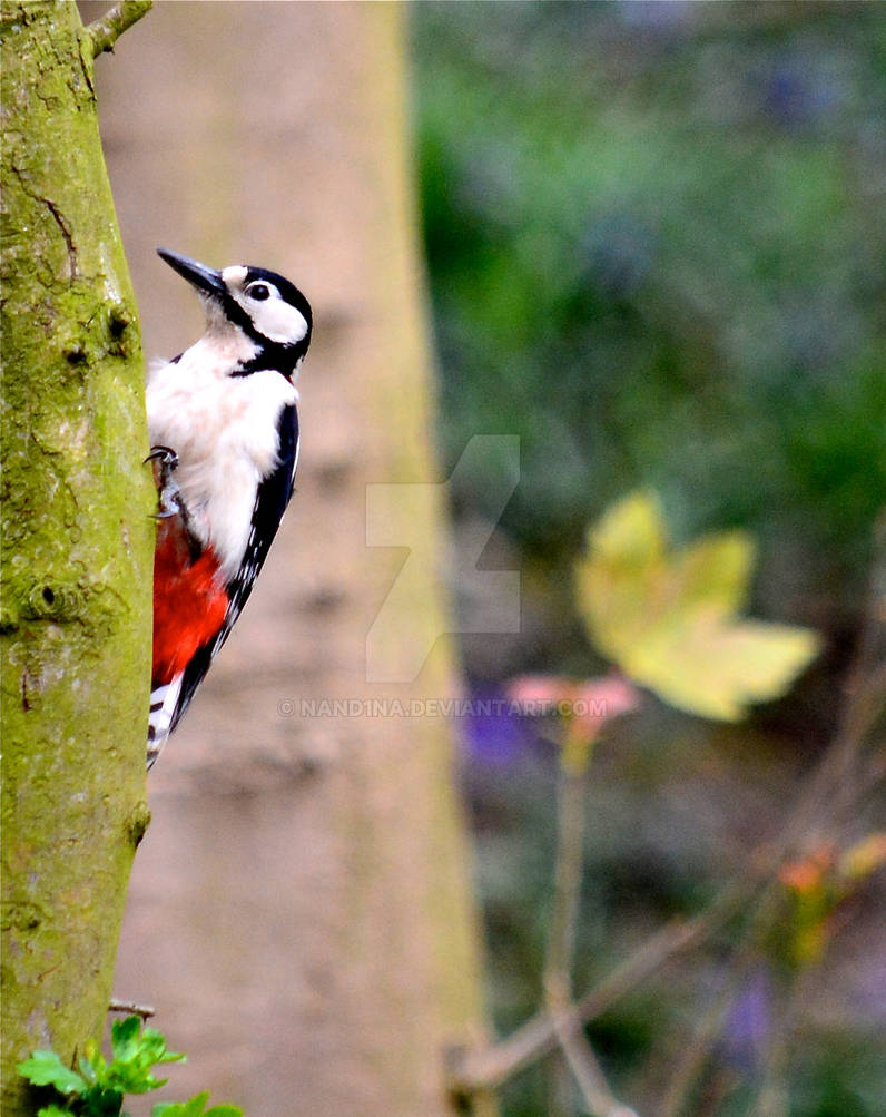 Woodpecker