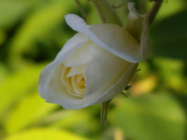 Rose Bud2