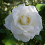 White Rose 5