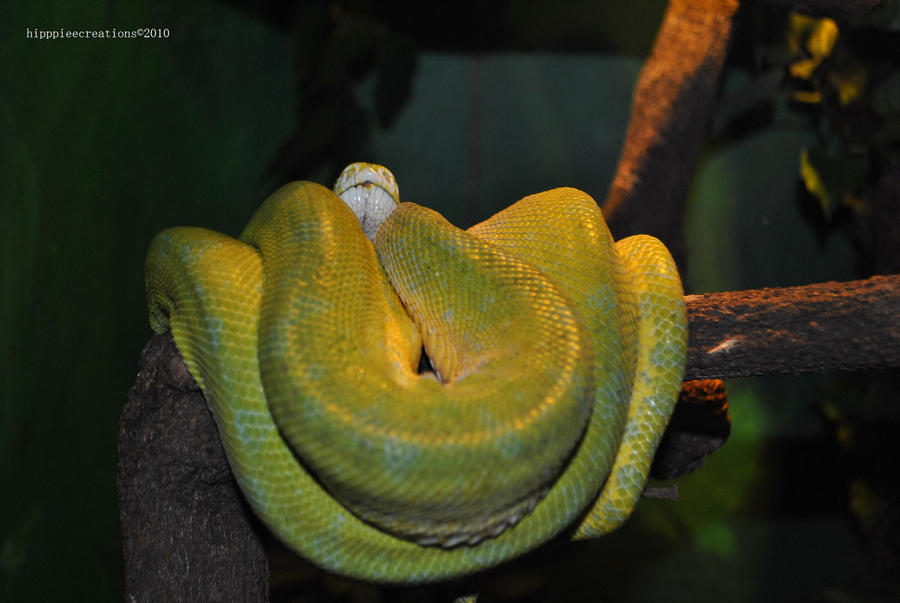 Green Tree Python.