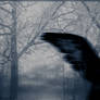 Divine Darkness