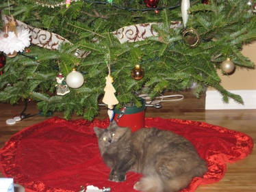 Chistmas Kitty