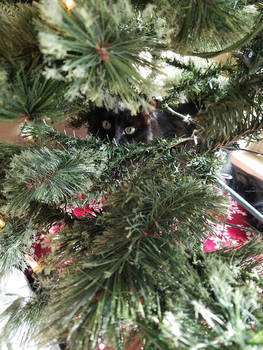 Holiday Peekaboo