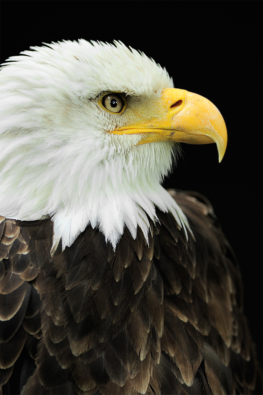 bald eagle