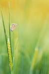 cornfield butterfly by mescamesh