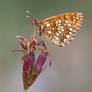 Fritillary