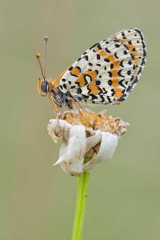 melitaea didyma