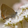 Satyrium acaciae