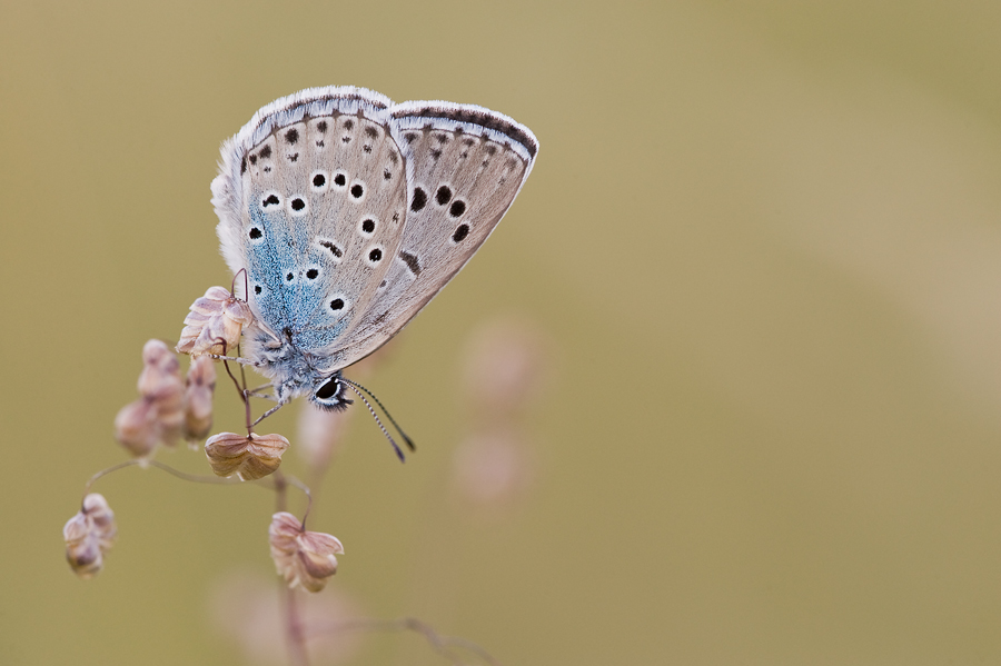 maculinea arion