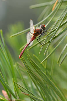 Sympetrum sanguineum II