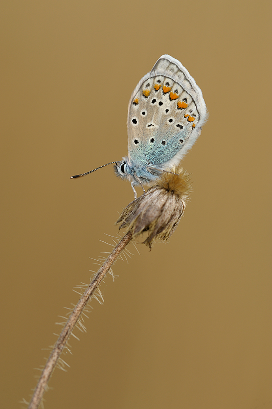 Polyommatus icarus male