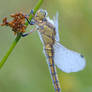 orthetrum cancellatum female