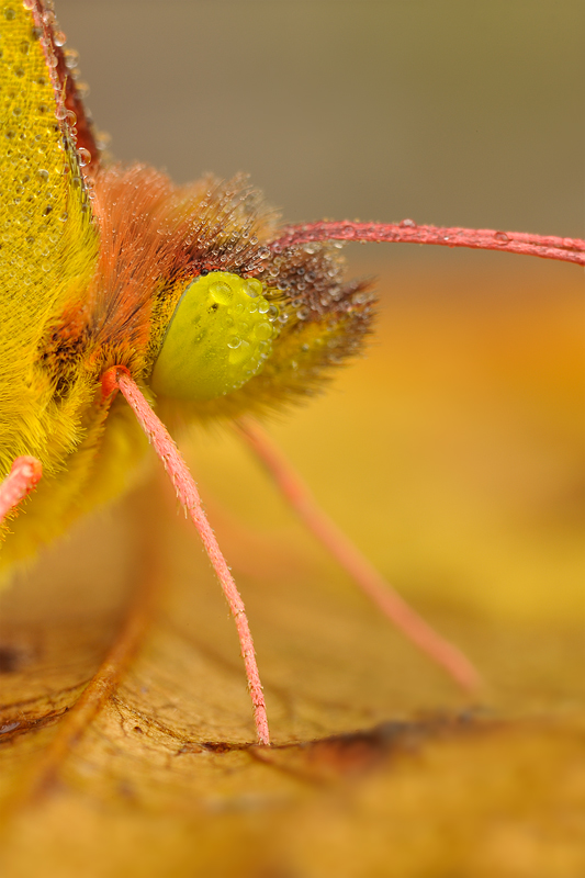 Colias species close