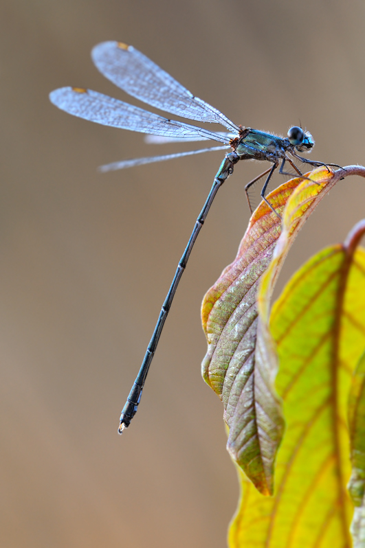 autumn damselfly