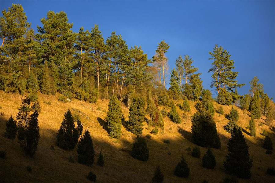 juniper hillside